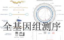 細(xì)菌基因組測序